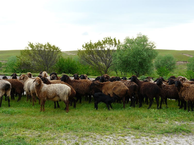 Reise nach Usbekistan 11. April — 21. April 2016 p1030479