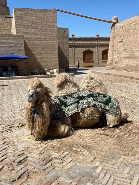 Reise nach Usbekistan vom 8. April bis 18. April 2024 whatsapp bild 2024 04 10 um 19.18.14 8a183e2d2